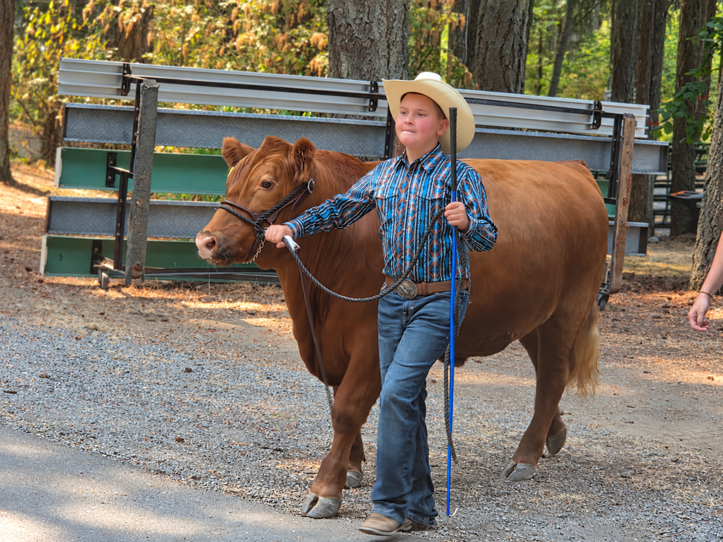A young exhibitor leads a brown cow at the Fair.