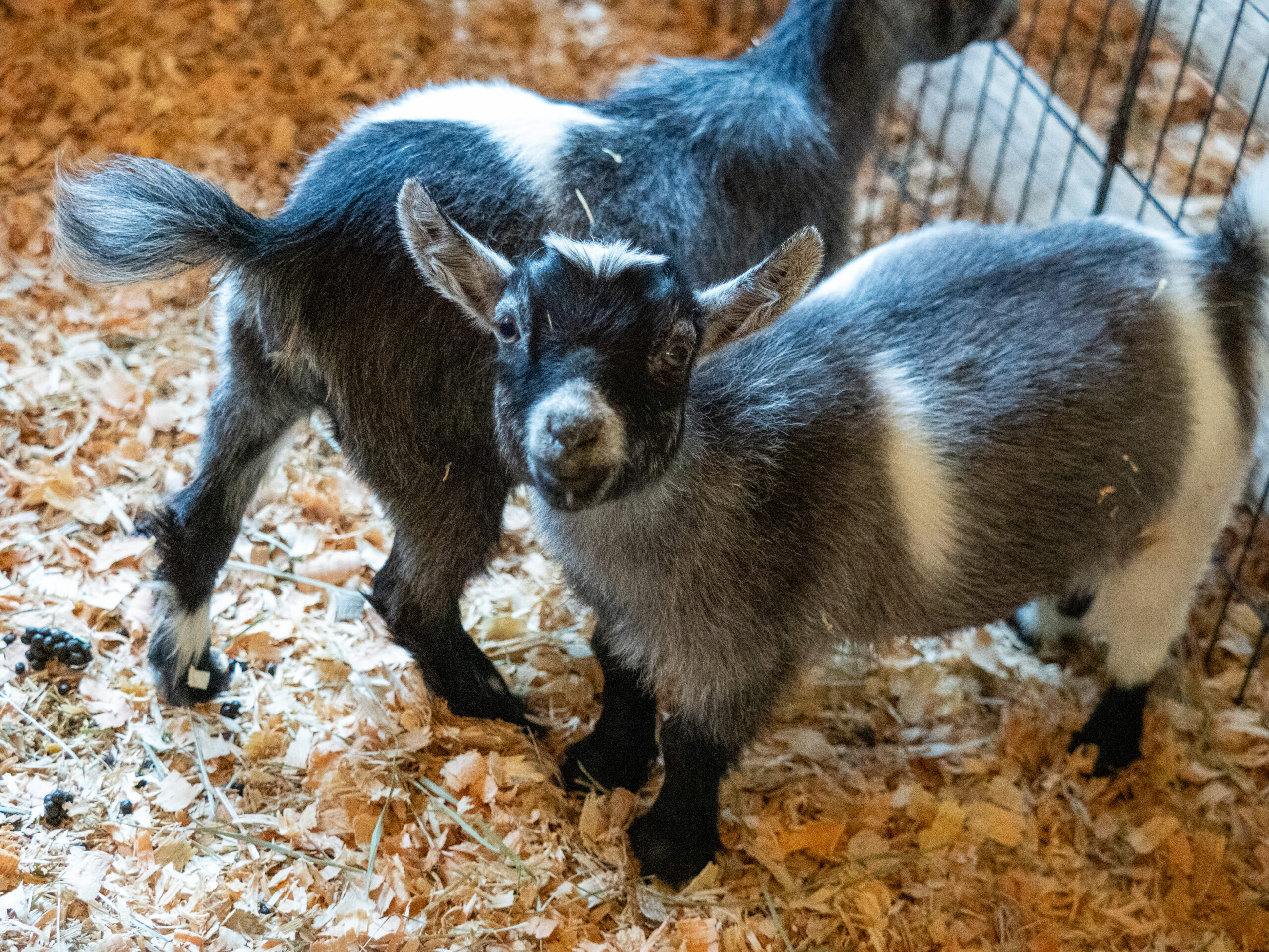 Two pygmy goats