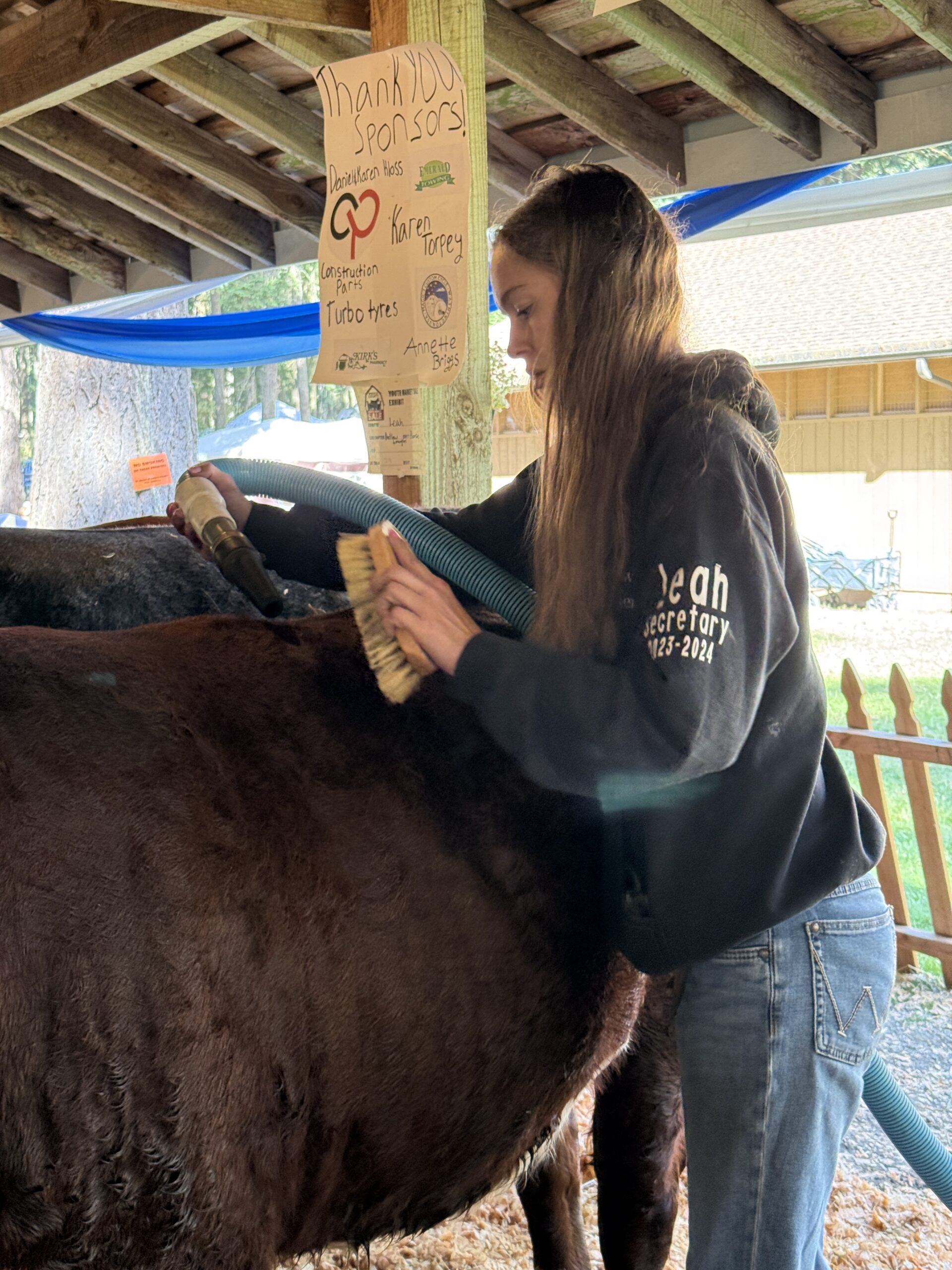 Youth grooming livestock at the Pierce County Fair
