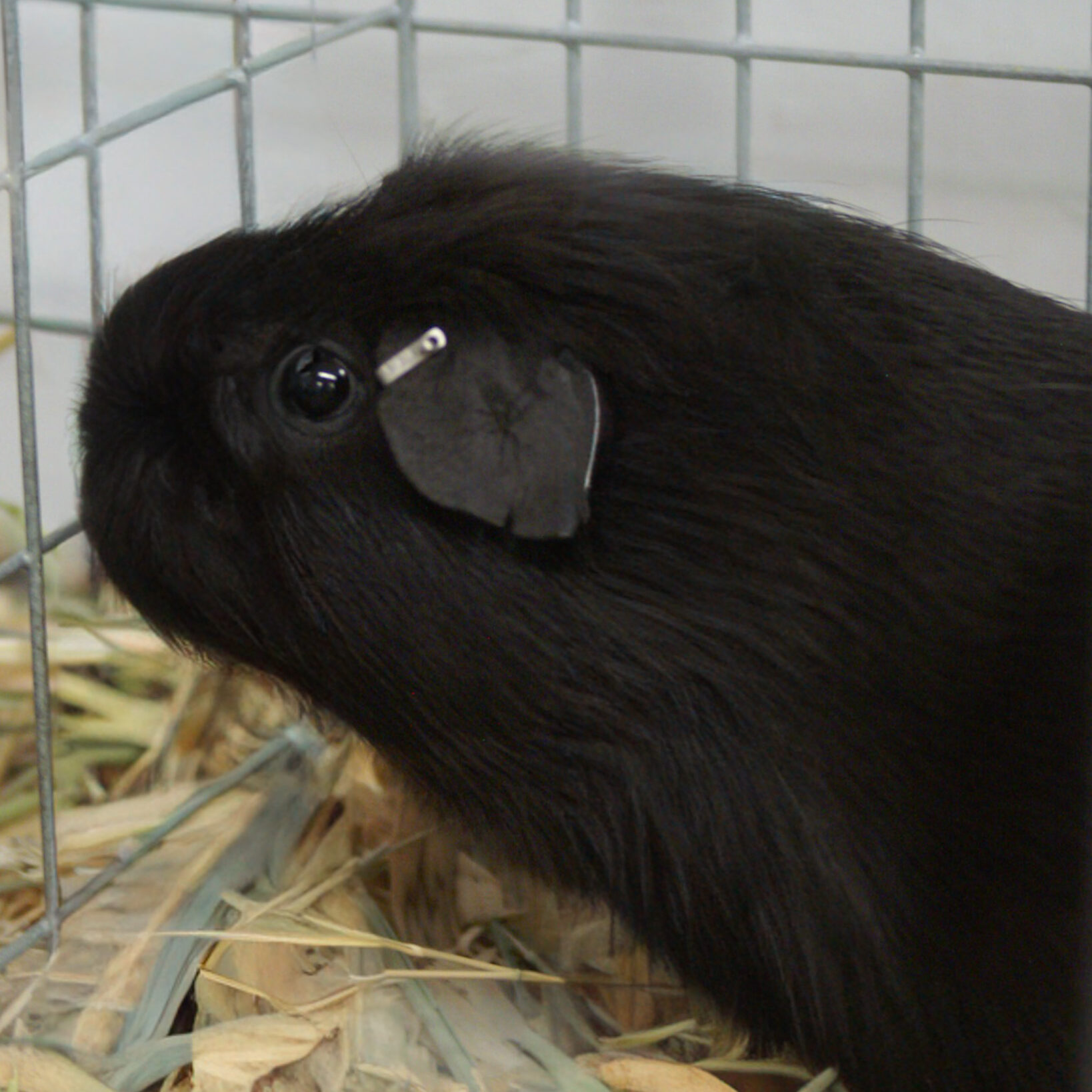 Black Cavy