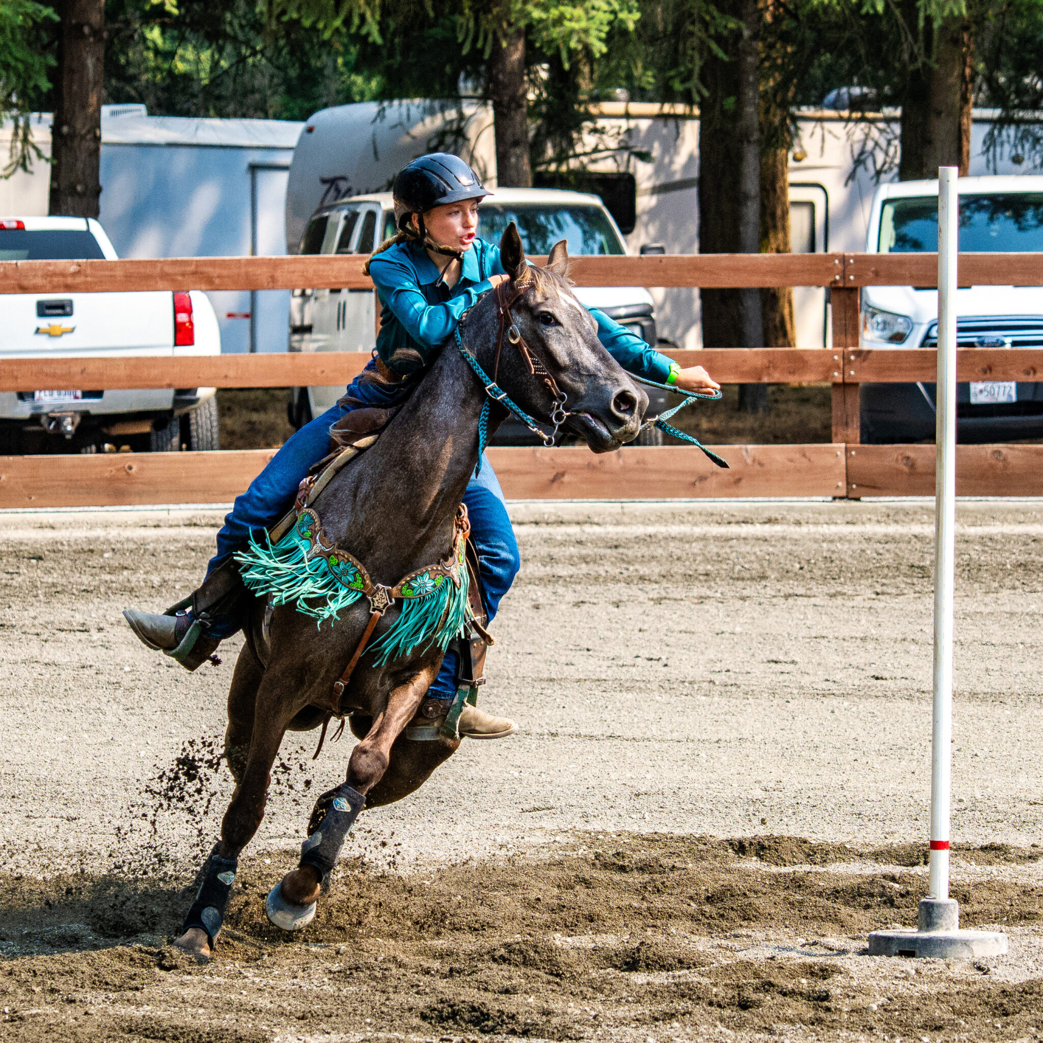 Pierce County Fair Animals Entry 1